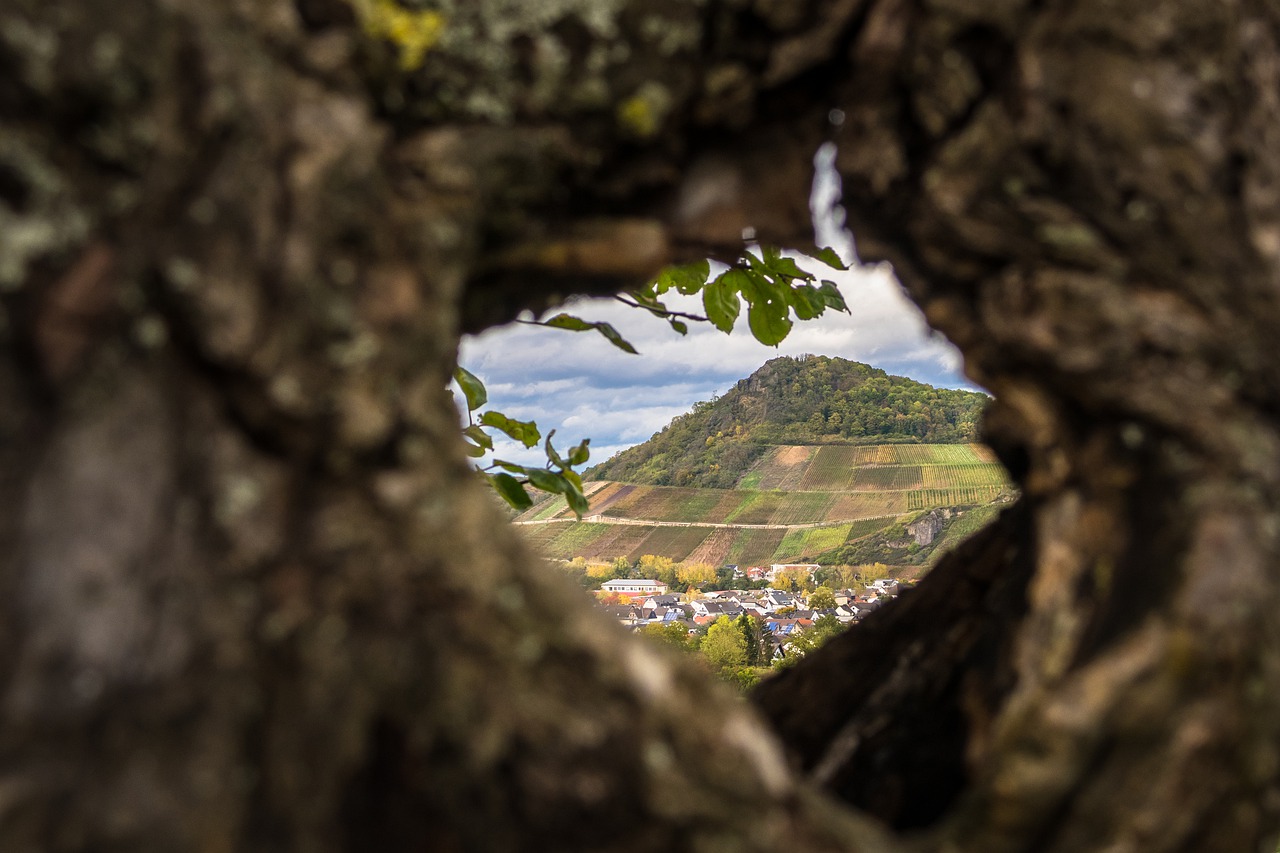 Renovéierung vum Wäibaumusée zu Éinen